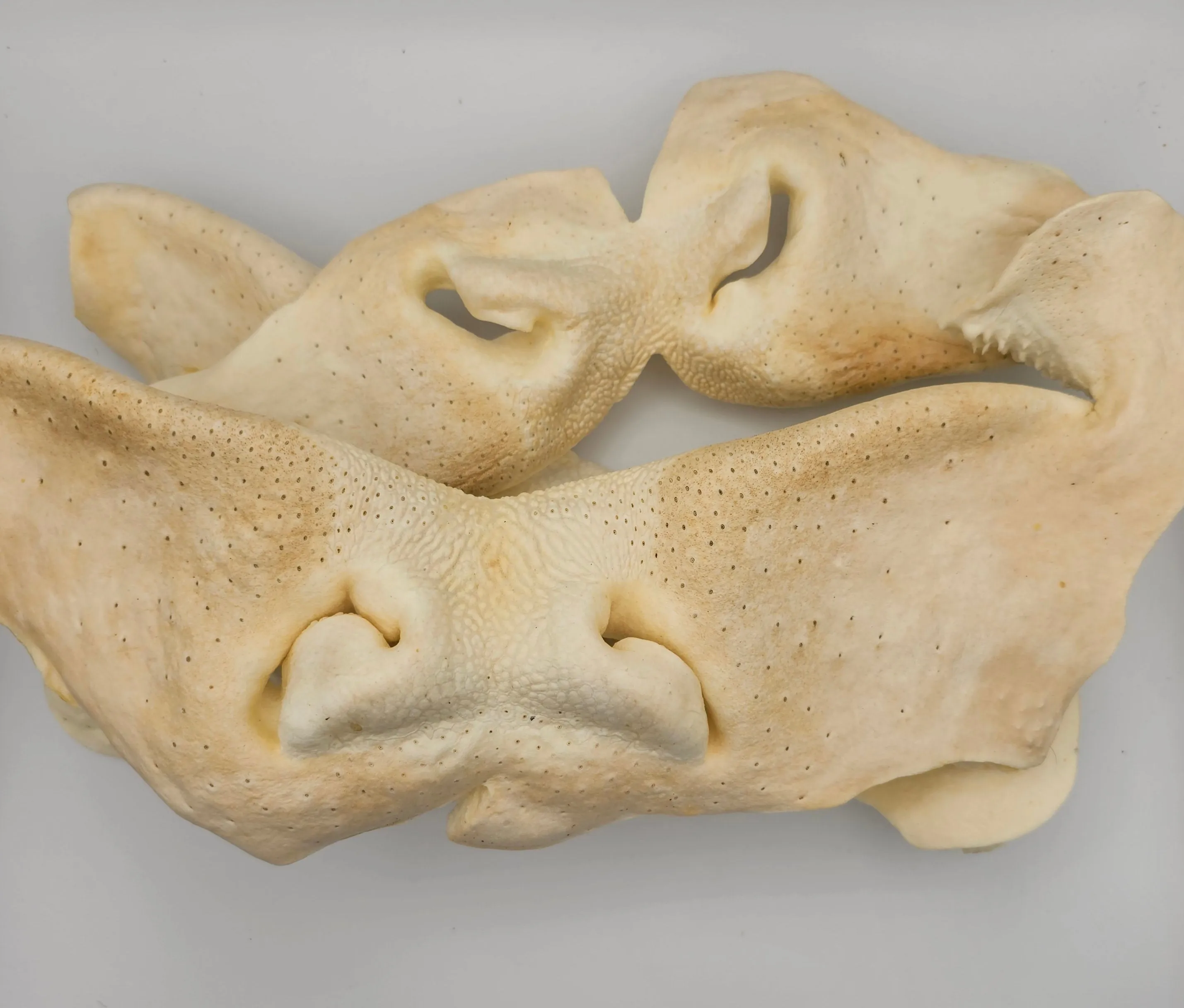 All-Natural Cow & Pig Snouts for Dogs