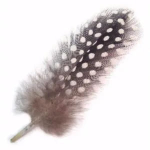 Guinea Plumage Feathers 10 grams - Natural