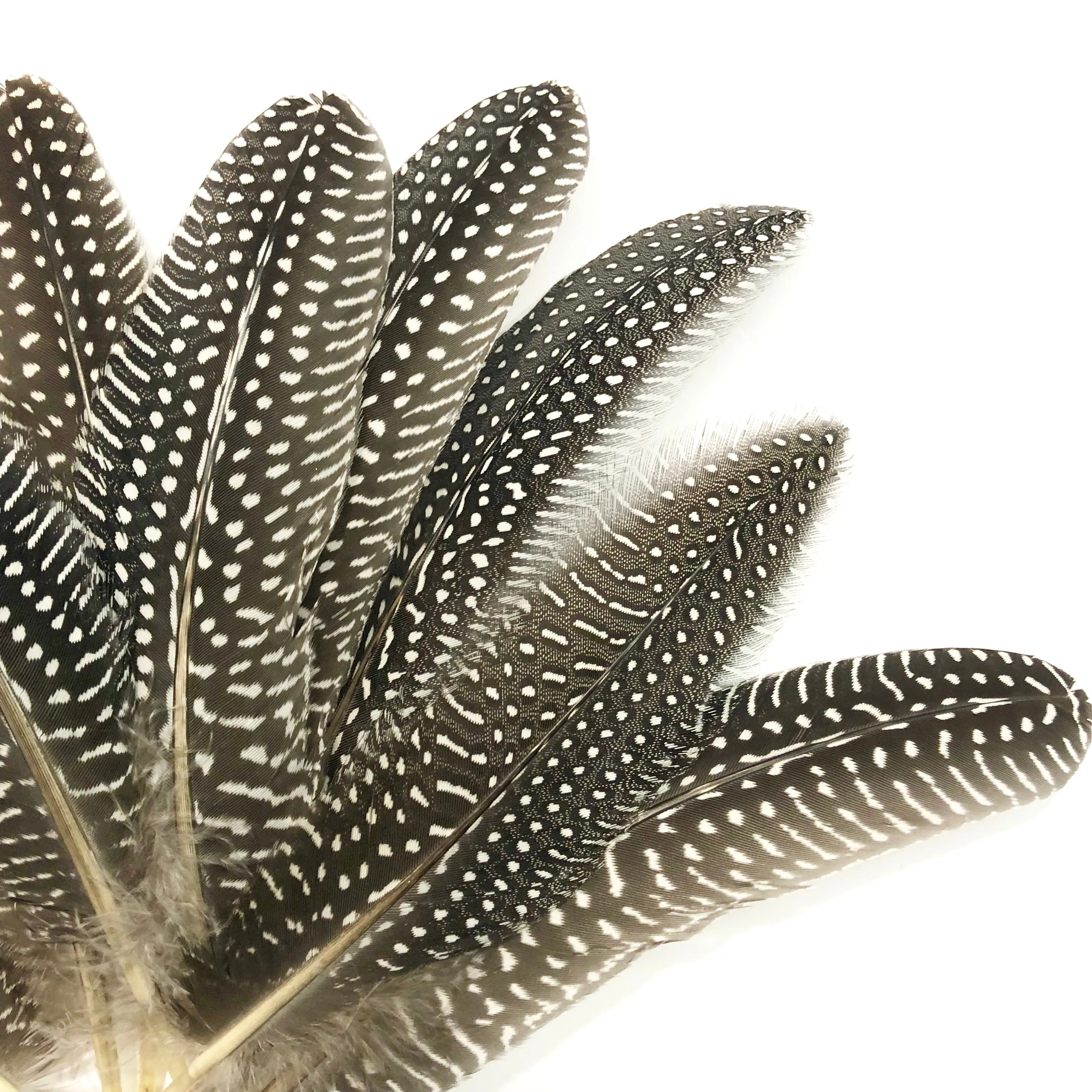 Natural Guinea Fowl Wing Feathers x 10 pcs