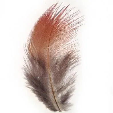 Natural Red Rump Golden Pheasant Plumage x 10pcs